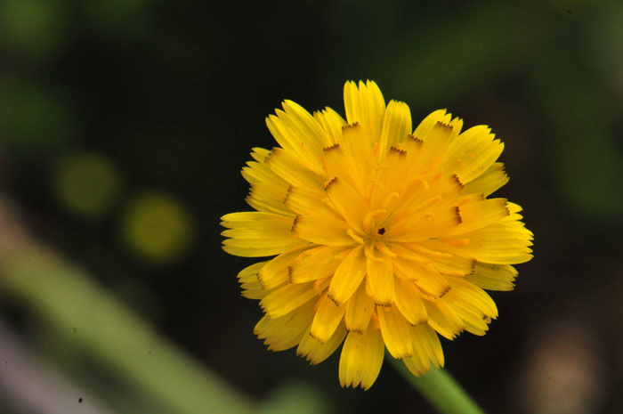 Cretanweed, Hedypnois cretica